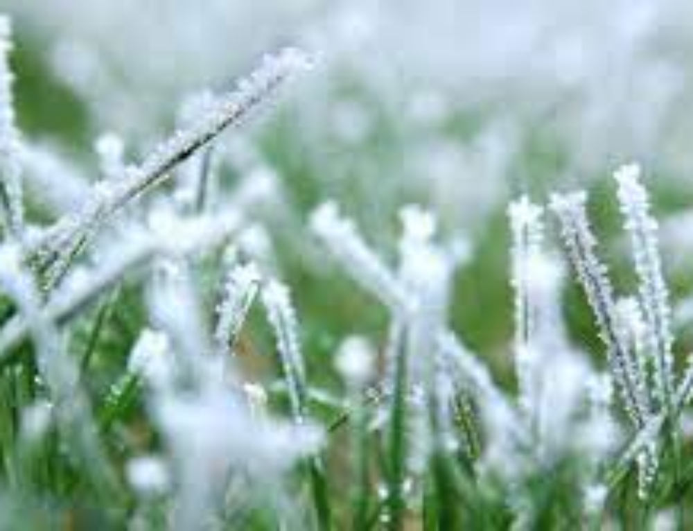 Can Artificial Grass Be Repaired? A Look At Common Causes Of Damage And